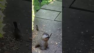 Another day, another apple for our groundhog!