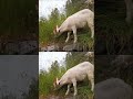 My Goat is eating #goat #whitegoat #farmanimals #animals #funnyanimal