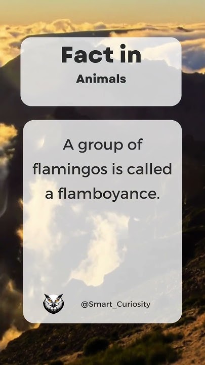 Discover the unique collective name for flamingos! - YouTube
