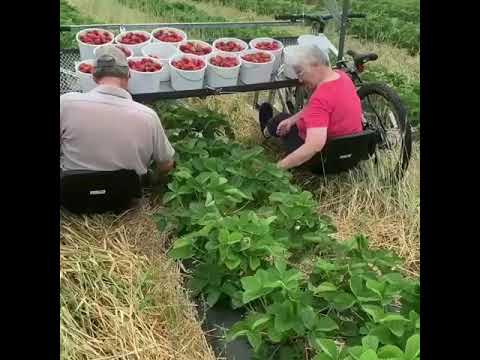 Video: Konteyner bog'dorchilik qulupnay - Idishdagi qulupnay o'simliklarini parvarish qilish