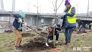 Во Владивостоке высадили 180 кустов и деревьев на пустыре у Мариинского театра