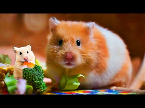 🔵Buah Buahan Dan Sayur Sayuran Yang sehat Untuk Di makan Hamster🔴