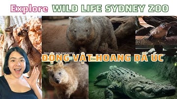 Explore Sydney 2022 - Tham quan công viên động vật hoang dã Sydney | WILD LIFE SYDNEY ZOO