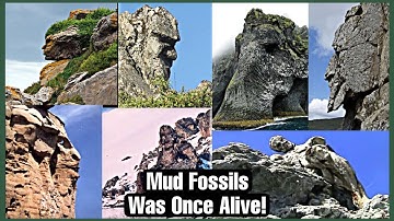 Mud Fossils (Creatures That Was Alive)