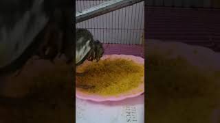 Cokatiel eating Bird food || Millie eating Bird food ||