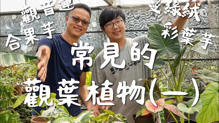 植人系列｜常見的觀葉植物(一)：合果芋、彩葉芋、蔓綠絨、觀音蓮 - 天天要聞