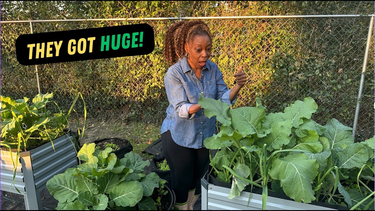 Functional Gardening on the Gulf Coast | Collards Almost Ready | Building a System Later in Life