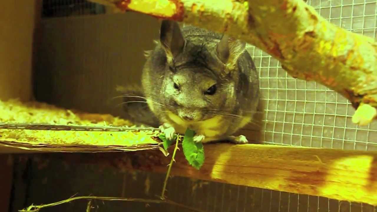 Chinchilla eats leaves with hands 😍 YouTube