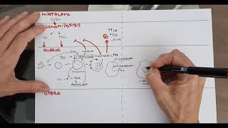 Endocrine system V: female sex hormones - Ovarian cycle