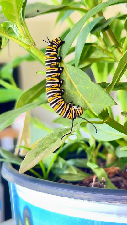 Raising Butterflies From Lowe’s…