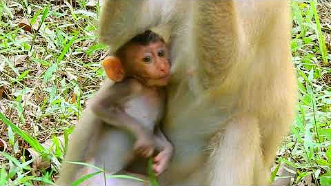 Monkey Rose nurses Rex, Her first son