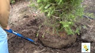 Can You Dig It - Learn how to dig a tree or shrub to transplant Resimi