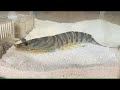 スーパーで買った車海老はアサリを食べて脱皮した / Grow the tiger prawn bought at the supermarket. #2