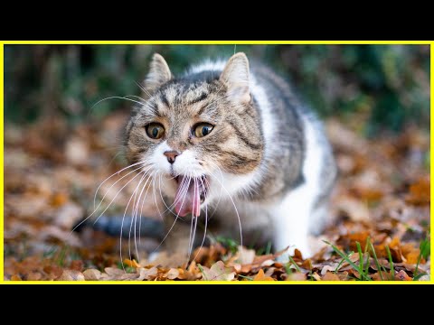 Video: Was Tun Bei Haarballenproblemen Bei Katzen Cat