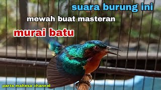 Download Lagu FULL TEMBAKAN‼️SUARA BURUNG KECIL INI MEWAH UNTUK MASTERAN MURAI BATU MP3
