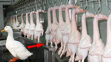 Modern Duck Farming Technology - Salted Duck Eggs Make Method - Slaughter & Poultry Processing Line
