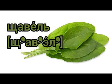 Как произносится щавель по-русски