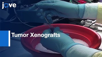 Tumor Xenografts Stereotactic Implantation and BLI | Protocol Preview