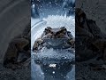 A Frog That Survives Being Frozen