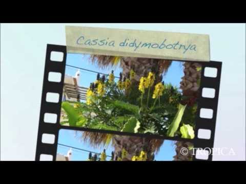 Video: Popcorn-Cassia-Pflege - Tipps zum Anbau von Popcorn-Cassia-Pflanzen