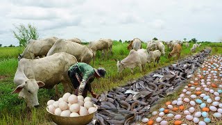 Really Fishing in Harvest Rice Season   Best Fishing By Best Hands Near Rural Village