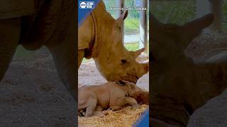 Baby White Rhino Born At Zoo Tampa