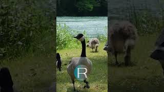 🦆 30 SECONDS OF... relaxation together with curious ducks 😀 #shorts #relaxingmusic #nature