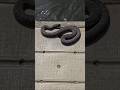 A COMMON WATERSNAKE ON THE BOAT DOCK AT ST. PATRICK'S COUNTY PARK. MAY 20, 2026•4:21 PM