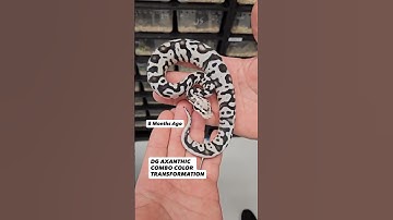 Desert Ghost Axanthic Color Transformation😍🔥🐍