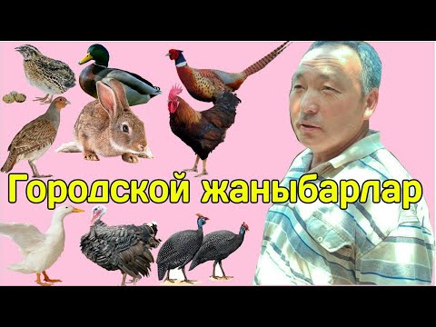 Video: Канаттууларды багуучу канткенде курулат