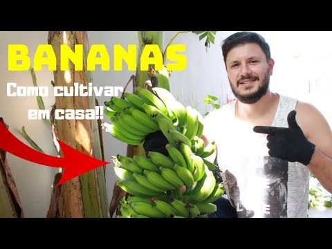 Vídeo: Cultivando bananas em casa: instruções e recomendações