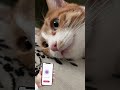 Let’s talk with the cat. AppStore: CAT TRANSLATOR - Human to Pet.