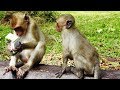 Baby monkey: He he Share me please! - Babies monkeys eating - Babies monkeys playing