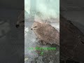 شکار شکارچی عقاب ه اشکار با عقاب پرندگان حیوانات صدای عقاب ها Sound Eagle Trendingvideo شکار شکارچی عقاب ه اشکار با عقاب پرندگان حیوانات صدای عقاب ها Sound Eagle Trendingvideo