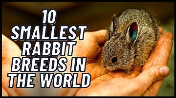 10 Smallest Rabbit Breeds in the World