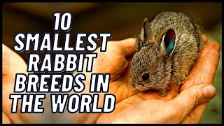 10 Smallest Rabbit Breeds in the World