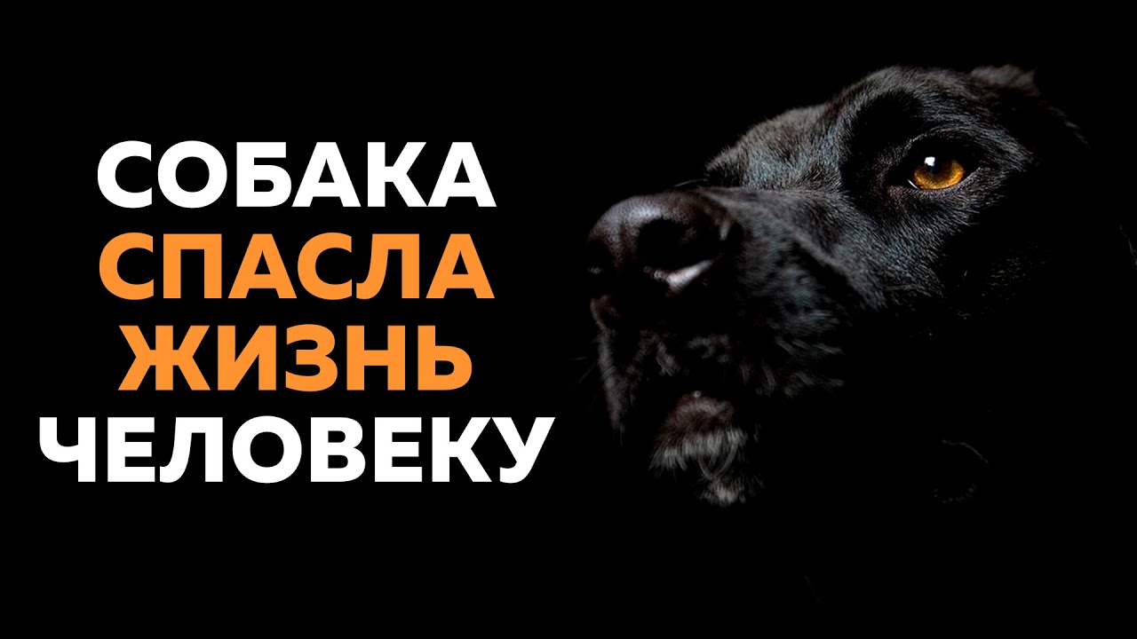 Отец запер дочь в бункере. Отец запер дочь в подвале на 20. Папа дарит щенка. Отец запер сына в собачьей. Доктор пол его собаки.