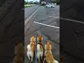 ヌシとの遭遇 #Shorts