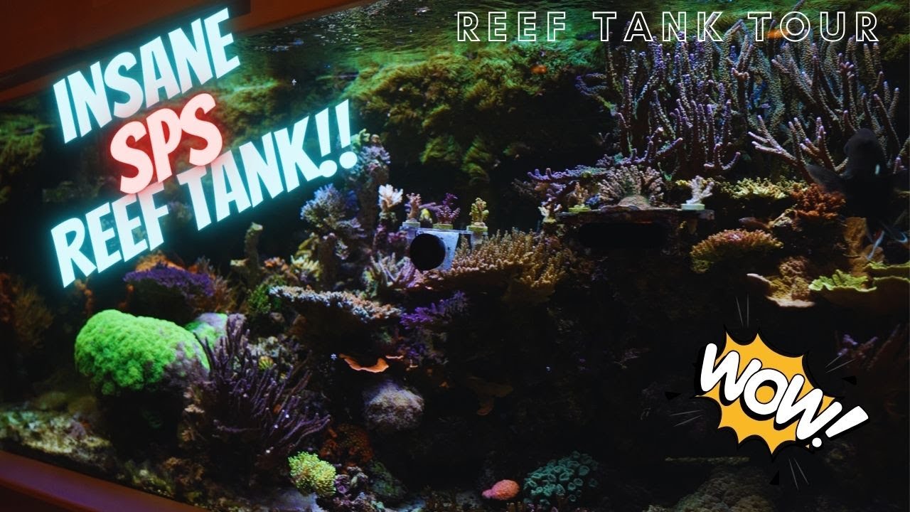 Amazing 5 year old SPS dominant reef tank tour! 🪸