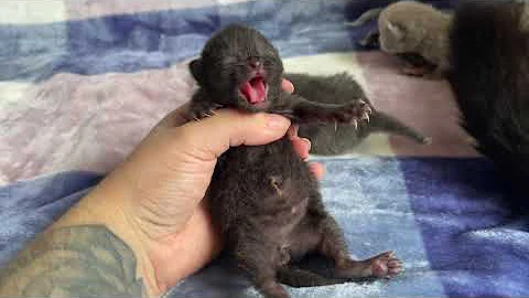 Video 3495981: newborn british shorthair kittens, british cat kitten, british black kitten