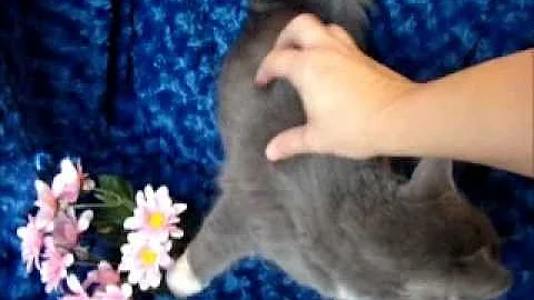 Watch the video about Angel - Blue Mitted Solid Ragdoll Kitten from www.RagdollKittens.net