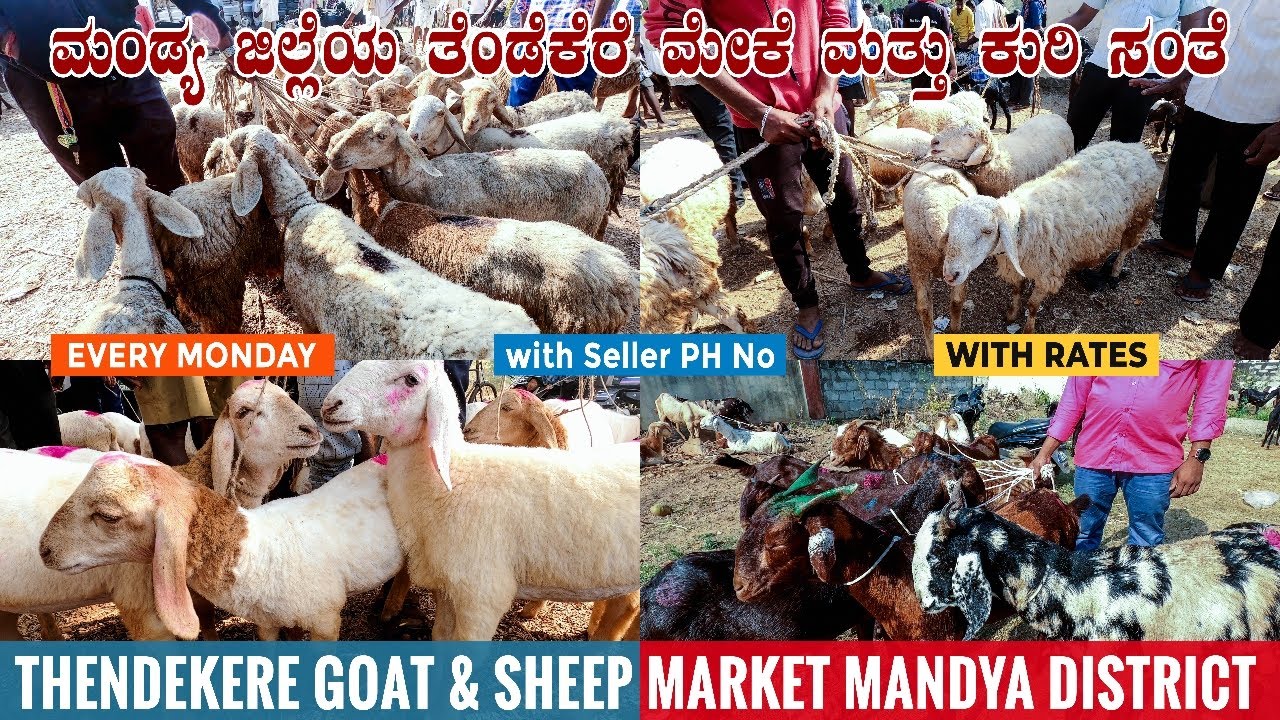 Thendekere GOAT & SHEEP Market | Livestock Market in Mandya District of