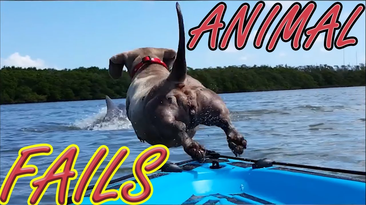 🤣 Animal FAILS & Funny MOMENTS 😻Cats And 🐶 Dogs - Try Not To Laugh