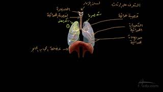 تركيب الجهاز التنفسي