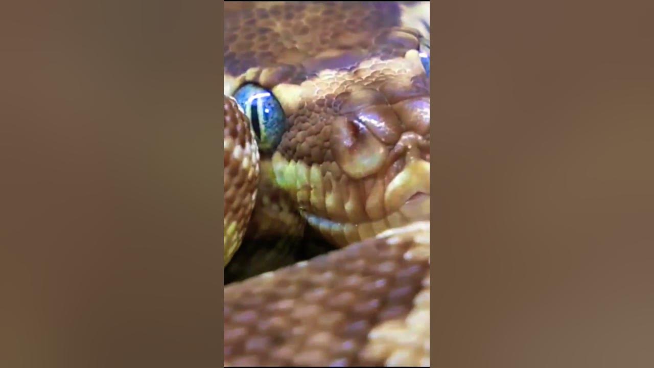 PYTHON Constrictor SNAKE - YouTube