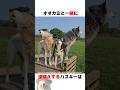オオカミと一緒に遠吠えするハスキー