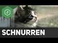 Warum und wie schnurren Katzen?! ● Gehe auf SIMPLECLUB.DE/GO & werde #EinserSchüler