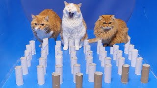 Cats Toilet Paper Core Battle トイレットペーパー芯ロードとねこ達【マンチカンズ】 by マンチカンズTV - Munchkins' TV - 7,389 views 3 years ago 5 minutes, 16 seconds