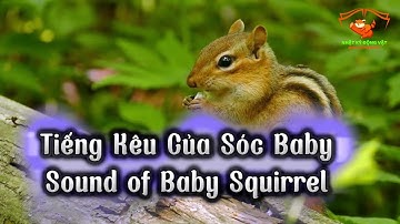 Tiếng Kêu Của Sóc Baby Kích Thích Sóc Ăn | Sound of Baby Squirrel | NHẬT KÝ ĐỘNG VẬT