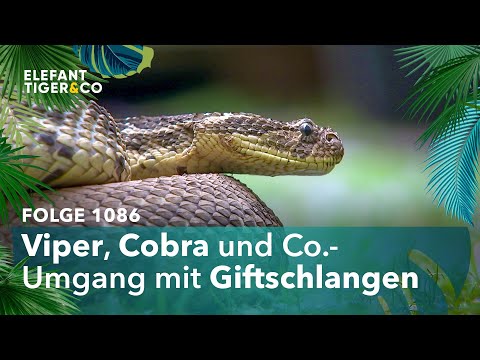 Jetzt wird’s giftig!